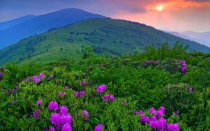 MontaÃ±as y flores lilas