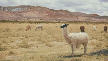 Fondo de pantalla de Fondo de Pantalla de pixabay_1845919.jpg