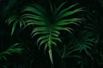 Fondo de pantalla de Fondo de Pantalla de pixabay_1835780.jpg