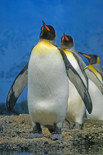 Fondo de pantalla de Fondo de Pantalla de pixabay_1703286.jpg