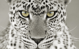 Fondo de pantalla cabeza leopardo