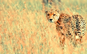 Beautiful cheetah