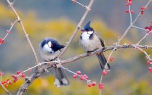 Red whiskered bulbul birds