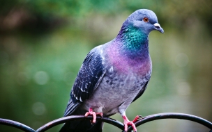 Pigeon