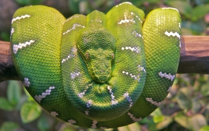 Emerald tree boa snake