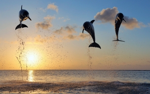 Dolphins in bay islands