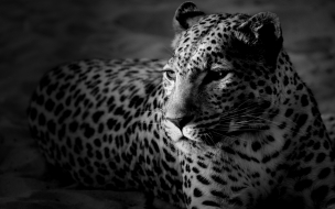 Fondo de pantalla leopardo en blanco y negro