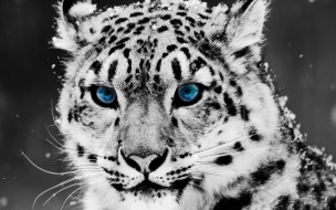 Fondo de pantalla tigre ojos azules