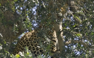 Fondo de pantalla leopardo escondido