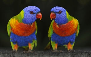 Fondo de pantalla de loros multicolores