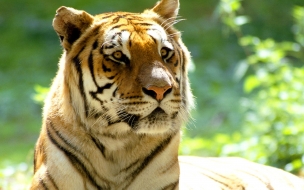 Fondo de pantalla tigre con ojos hermosos