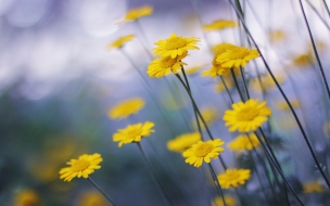 Camomille flowers