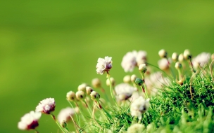 Anglesey flowers