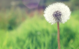 Countryside dandelion