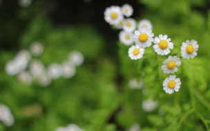 Floral flowers