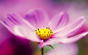 Purple cosmos flower