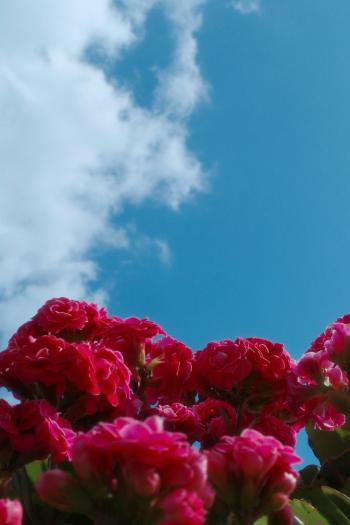 Fondo de pantalla de Fondo de Pantalla de pexels_30457714.jpg