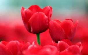 Red tulips