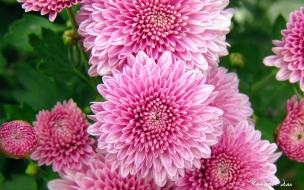 Chrysanthemum flowers