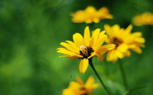 Yellow summer flowers