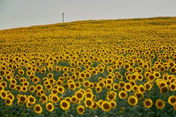 Fondo de pantalla de Fondo de Pantalla de pexels_30446744.jpg