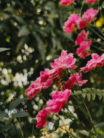 Fondo de pantalla de Fondo de Pantalla de pexels_30532125.jpg
