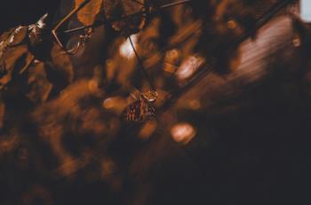 Fondo de pantalla de Fondo de Pantalla de pexels_30486318.jpg