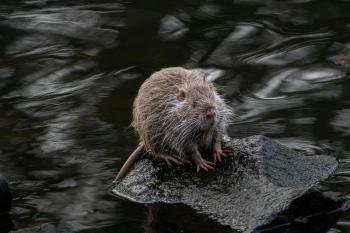 Fondo de pantalla de Fondo de Pantalla de pexels_29533327.jpg