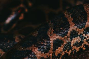 Fondo de pantalla de Fondo de Pantalla de pexels_28119010.jpg