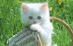 Funny Cats And Kittens Wallpapers