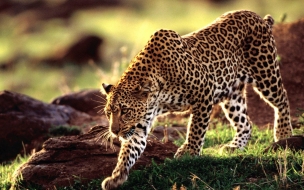 Wild animal leopard wallpaper