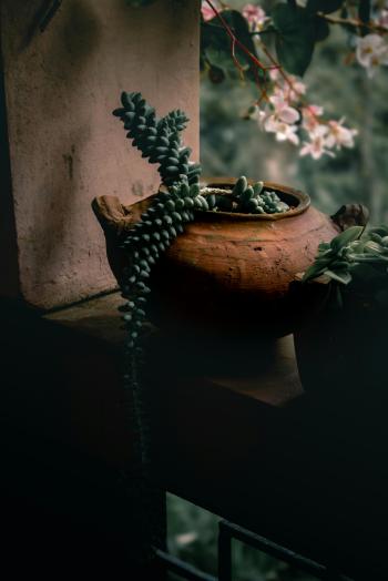 Fondo de pantalla de Fondo de Pantalla de pexels_19369502.jpg