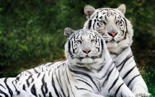 Fondo de pantalla pareja de tigres blancos