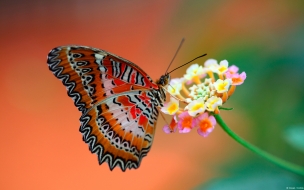 Butterfly on flower wide