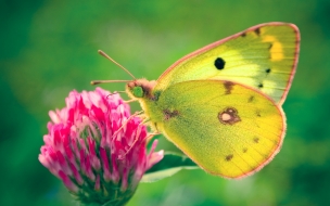 Colias hyale butterfly wide