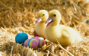 Ducklings pair wide