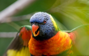 Rainbow lorikeet parrot wide