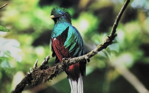 Quetzal bird