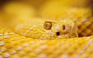 Albino rattlesnake