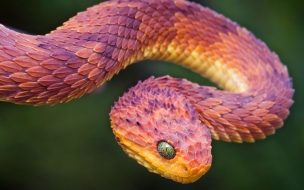 Bush viper