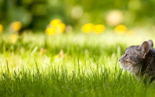 Fondo de pantalla gato en jardin