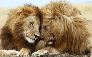 Lions pair