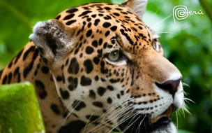 Jaguar the big cat