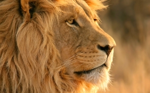 Lion wide