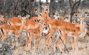 Herd of deer