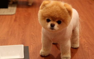 Cute pomeranian dog