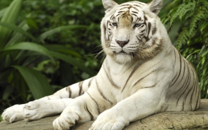 Fondo de pantalla tigre de bengala descansando