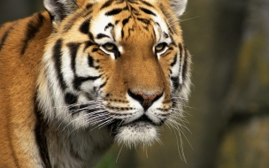 Curious cat siberian tiger