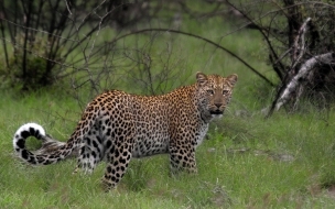 Fondo de pantalla leopardo en campo