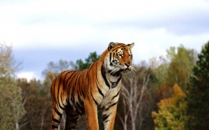 Regal bengal